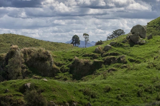 nz20