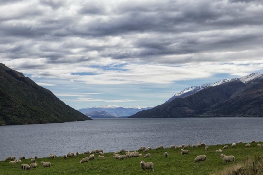 nz25
