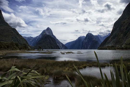 nz31