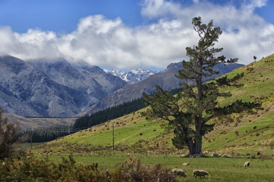 nz33